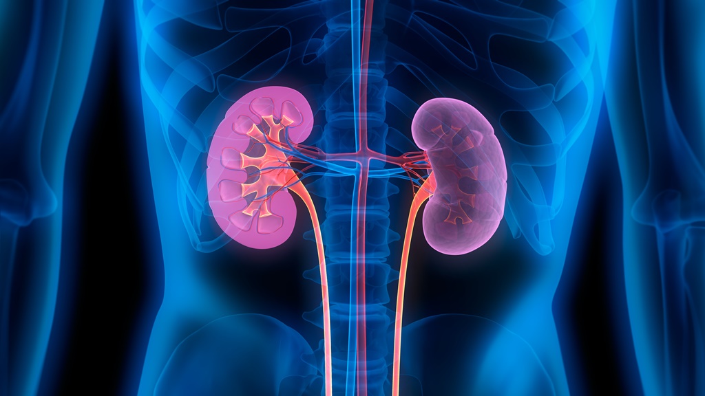 3D illustration of human kidneys with cross-section