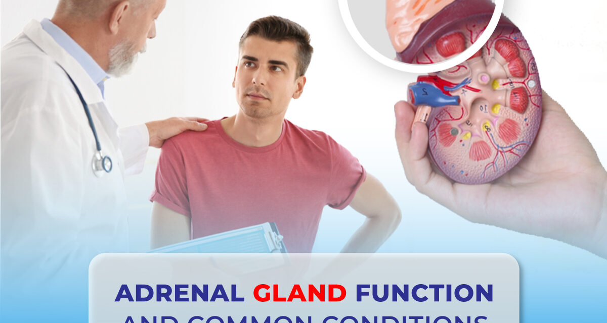 Adrenal Gland Function and Common Conditions